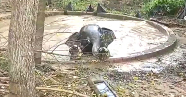 Elephant Finds Herself Trapped In A Pond, So One Man Grabs A Sledgehammer