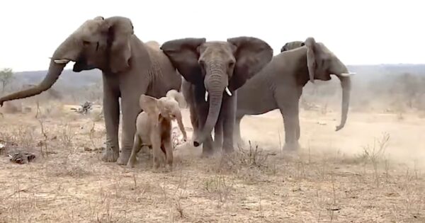 Elephants Sound The Trumpet To Welcome The Newest Member Of The Family