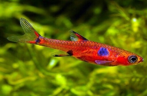 Buy Rasbora Fish in Ahmedabad, Gujarat | AquaStudio Ahmedabad