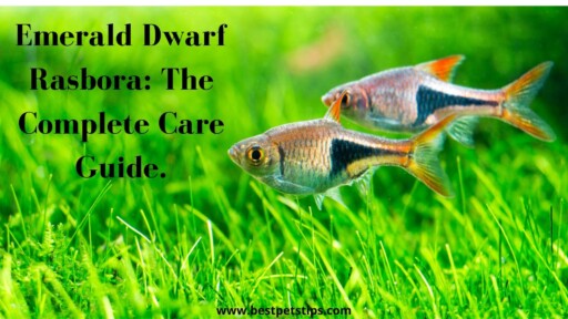 Emerald Dwarf Rasbora: The Complete Care Guide.