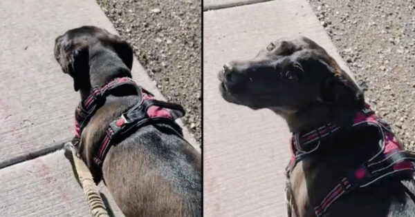 Everyone Keeps Pointing And Laughing While Out On A Walk With Her Dog