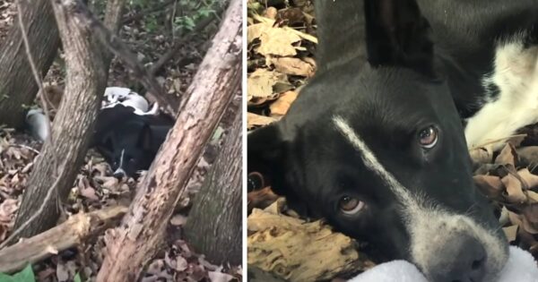 Exhausted Dog Found Lying In The Woods Surrounded By Puppies