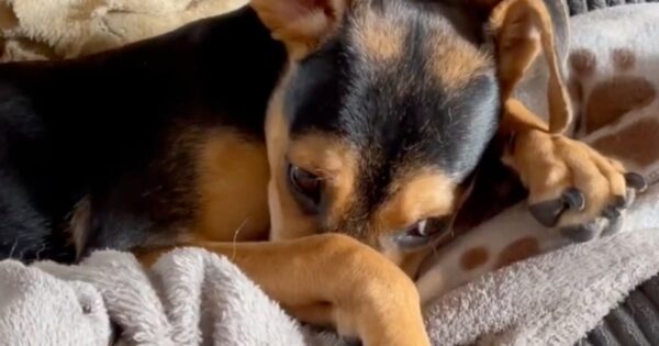 Family Didn’t Want Dog Back When She Needed Them Most After Being Hit By A Car