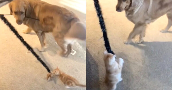 Family Dog Gets The New Kitten To Play With Her, And A Friendship Blossoms