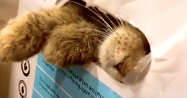 Family Finds Taped Box On The Hill, And A Cat Peeks Through The Handle Opening