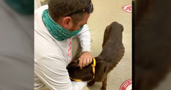 Family Gets Back Very Skinny Dog After One Year Apart