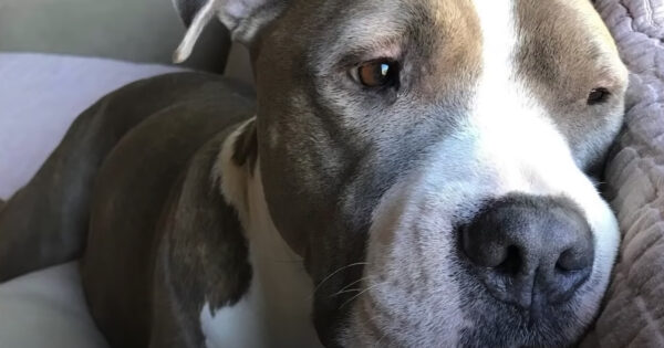 Family Gets Lonely Dog A Friend To Help With Her Brother Going Off To Preschool