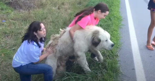 Family Sees Giant Dog By The Road And Pulls Over To Check Him Out