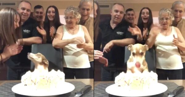 Family Throws Surprise Birthday Party For Their Senior Dog, And He’s Thrilled