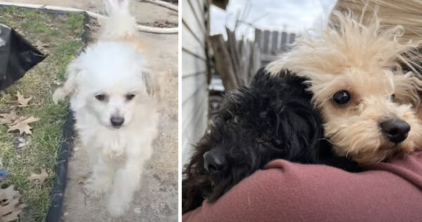 Family Was Evicted And The Door Left Open, But The Dogs Stayed