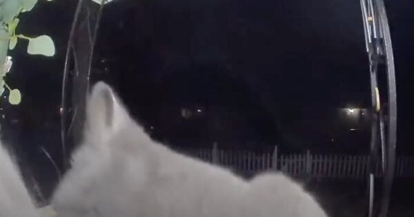 Family’s Missing Cat Shows Up A Week Later And Rings The Doorbell