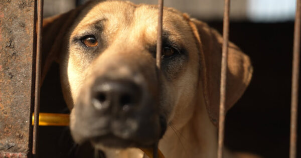Farm Raided And Shut Down Leaving 50 Neglected Dogs To Be Euthanized