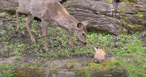 Fawn Heeds Human’s Words To Be Gentle Upon Meeting Bunny Rabbit In The Wild