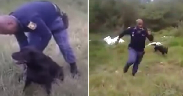 Fearless K9 Leads His Cop Partner Over To A Snake In The Grass