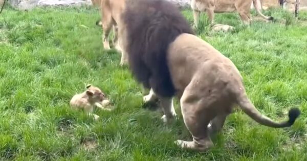 Fed-Up Lion Cub Finally Retaliates For His Dad Picking On Him