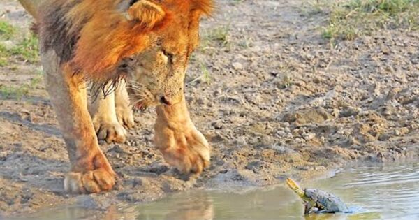 Feisty Turtle Doesn’t Want Lions At His Waterhole, Boldly Stands His Ground
