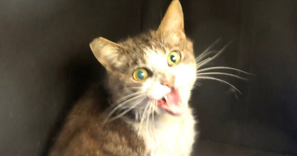 Feral Cat With A Tipped Ear Cried Out After Being Hit By A Car