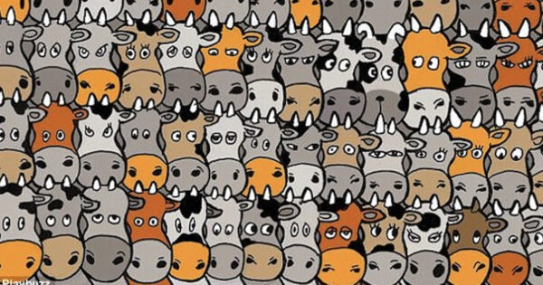 Find The Dog Hanging Out With The Herd Of Cows