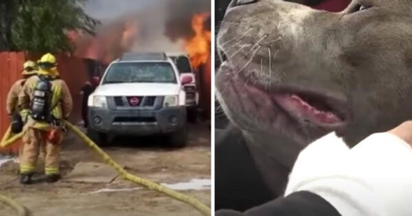 Firefighters Tell Him To Stop, But The Man Goes Into The Fire To Find His Dog