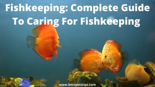Fishkeeping: Complete Guide to Caring for Fishkeeping