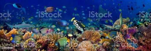 underwater coral reef landscape wide 3to1 panorama background  in the deep blue ocean with colorful fish sea turtle marine wild life underwater coral reef landscape wide 3to1 panorama background  in the deep blue ocean with colorful fish sea turtle and marine wild life aquarium stock pictures, royalty-free photos & images