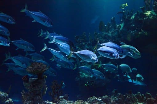 Animal, Aquarium, Aquatic, Blue, Coral