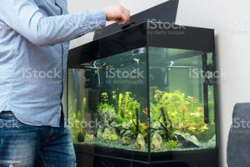 Man feeding fishes in the aquarium. Man feeding fishes in the aquarium. aquarium stock pictures, royalty-free photos & images