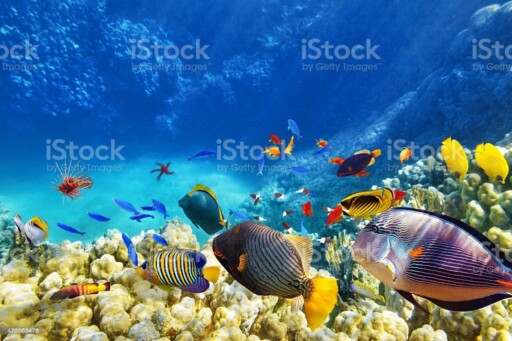 Underwater world with corals and tropical fish. Wonderful and beautiful underwater world with corals and tropical fish. aquarium stock pictures, royalty-free photos & images