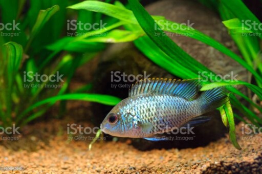 Electric Blue Acara Cichlid Fish in home aquarium Young Electric Blue Acara Cichlid Fish (Nannacara Neon Blue) in home aquarium aquarium stock pictures, royalty-free photos & images