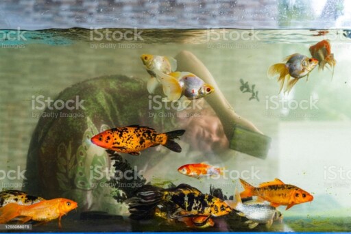 A mature 55-years-old active positive attractive woman cleaning a huge fish tank A mature 55-years-old active positive attractive woman cleaning a huge fish tank aquarium stock pictures, royalty-free photos & images