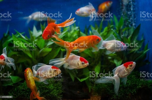 goldfish in an aquarium Red cap oranda goldfish in an aquarium aquarium stock pictures, royalty-free photos & images