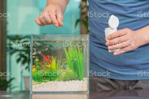 A middle-aged Asian man who feeds the guppy he raises in a small fishbowl. A middle-aged Asian man who feeds the guppy he raises in a small fishbowl. aquarium stock pictures, royalty-free photos & images