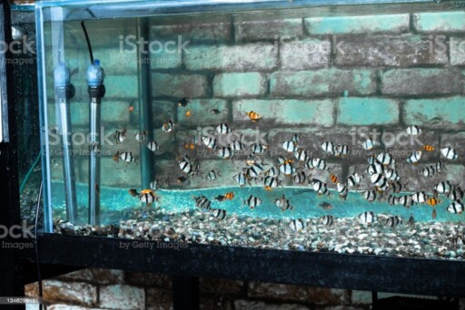 neon fish aquarium with exotic neon fish on a turquoise brick wall background aquarium stock pictures, royalty-free photos & images