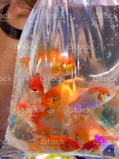Image of holding up a clear plastic bag containing orange and white goldfish (Carassius auratus) in freshwater, pet shop purchase Stock photo showing a close-up of goldfish swimming around a clear plastic bag of freshwater being held in an unrecognisable person's hand as part of pet shop purchase. aquarium stock pictures, royalty-free photos & images