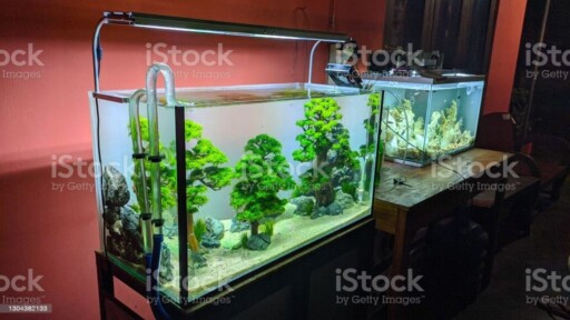 Aquarium Two aquariums with plants in them aquarium stock pictures, royalty-free photos & images