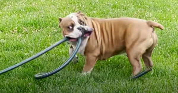 Foster Mom Pens Honest Adoption Post For ‘Gross, Quirky’ Dog, And It Works