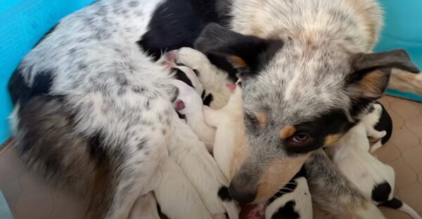Foster Oversees Mama Dog Giving Birth, Thinks She’s Done At Number Nine