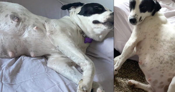 Foster Takes In Pregnant Dog Without Knowing How Many Puppies She’d Have