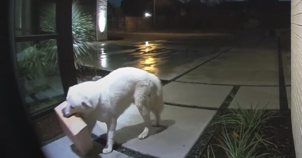 Four-Legged Thief Seen On Doorbell Cam Stealing Delivery Package