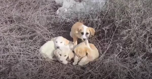 Four Puppies Left To Fend For Themselves Found Huddled Up Together In The Brush