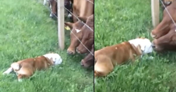 Friendly Bulldog Shyly Approaches Cattle, Gets Rewarded With Lots Of Kisses