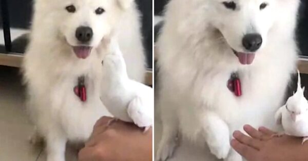 Friendly Samoyed Pup Offers Paw To Copy Owner And Hold The Pet Bird