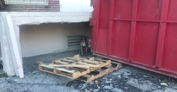 Frozen In The Cold & With Fear, Stray Kept His Tail Tucked As They Approached