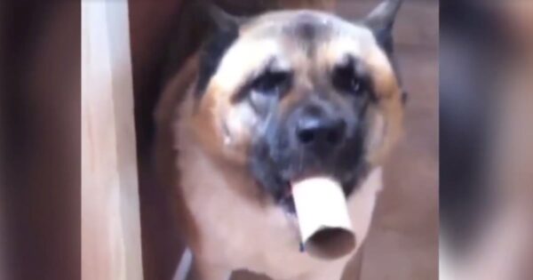 Funny Dog Uses Toilet Paper Roll As Megaphone For His Howls