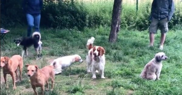 Gathering For Introverted Dogs Goes About As Expected