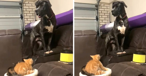 Gentle Giant Cornered By Two Tiny Kittens Won’t Come Even When Called For