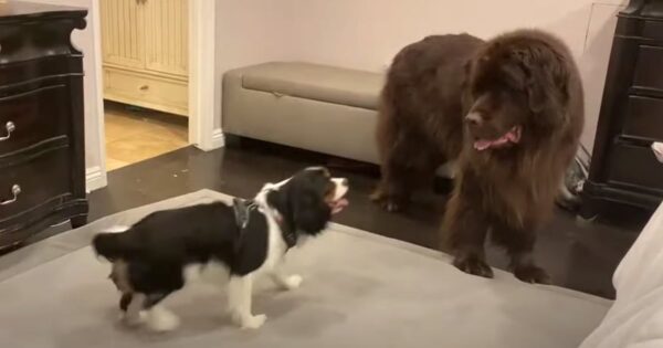 Gentle Giant Of A Newfie Barks Softer When Playing With His Doggy Friend