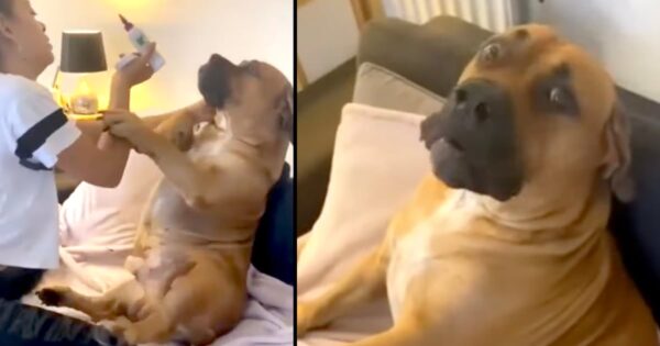 Gentle Giant Protests His Ear Cleaning Like The Friendly, Lovable Dog He Is