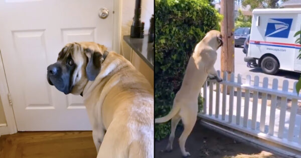 Gentle Giant Waits By The Door Every Day So He Can See His Mail Lady