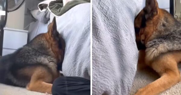 German Shepherd Puts Himself In Time-Out Ashamed That He Got In The Trash